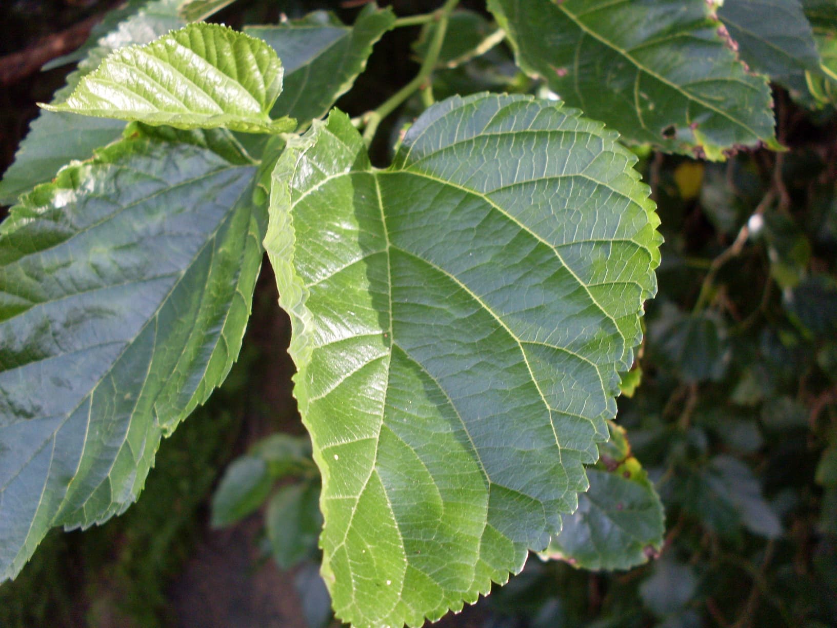 Mulberry Leaf 101 (Sang Bai Pi) Guide: What Is It And Can It Treat Hair Loss?