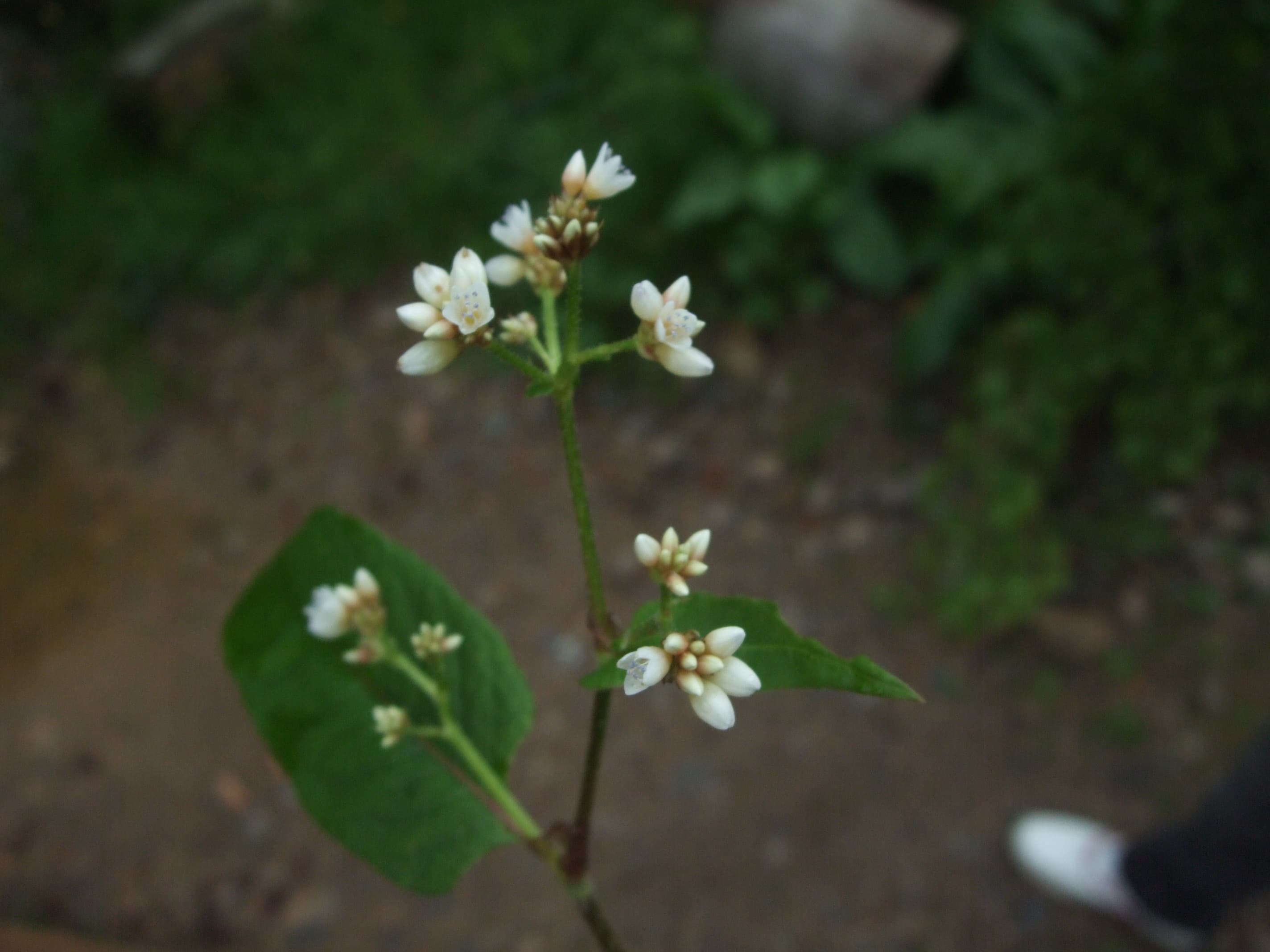 Chinese Knotweed (He Shou Wu): Can It Treat Hair Loss?