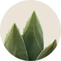 蘆薈