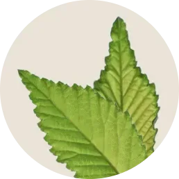 薄荷葉